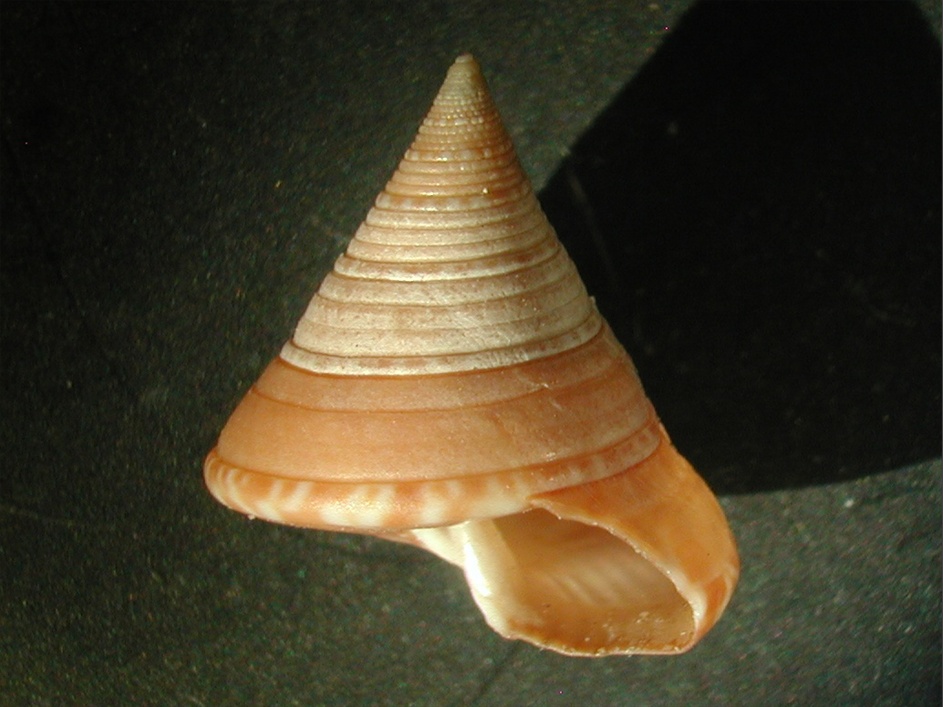 Esemplari famiglia Trochidae